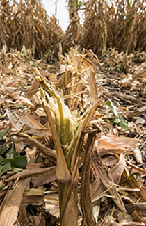 Top of the stalk is blossomed