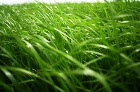 Grass field