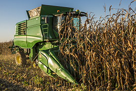 Corn harvest