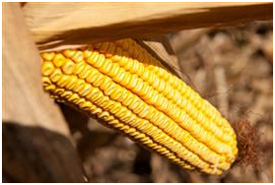 Corn harvest